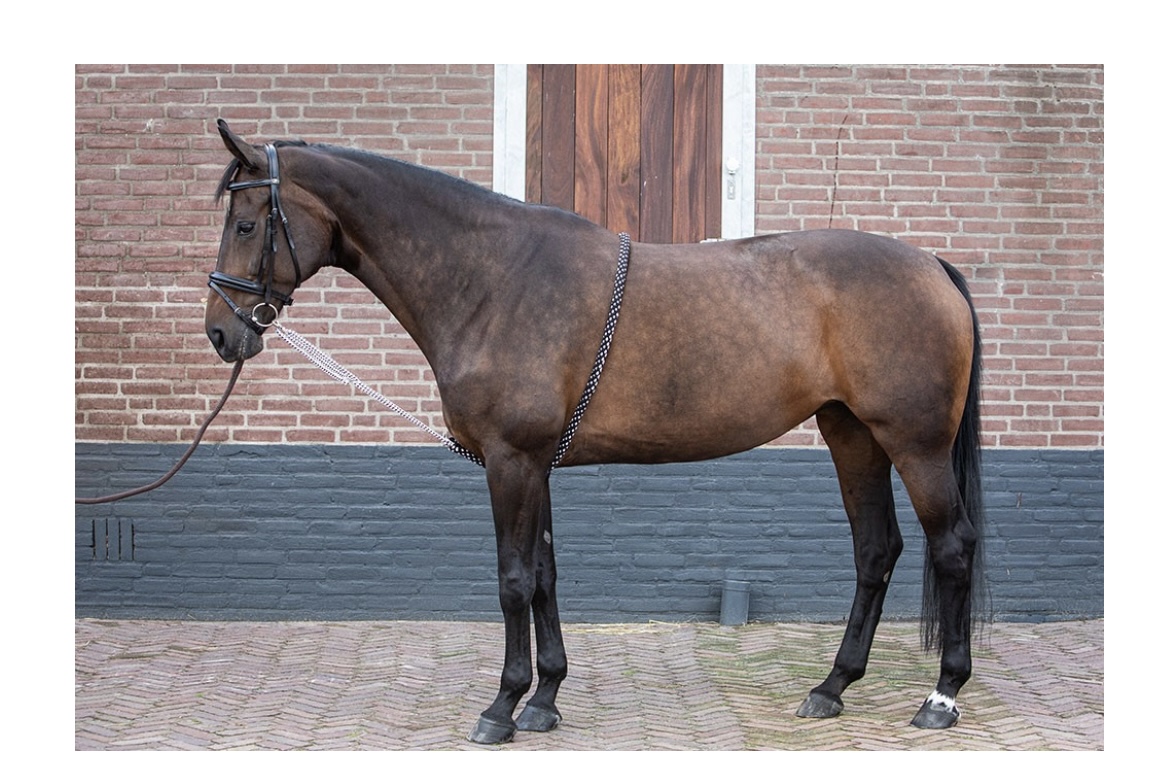 Longeerhulp soft XL